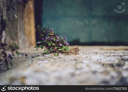 Little plant growthing in a well wall