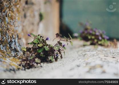 Little plant growthing in a well wall