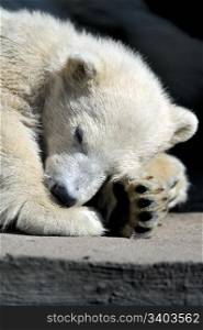 Little polar bear cub having a rest