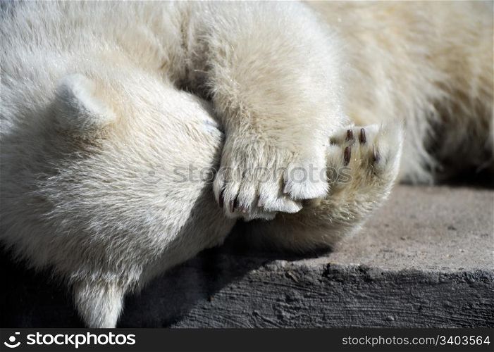 Little polar bear cub having a rest