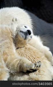 Little polar bear cub having a rest at his mom`s back