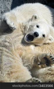 Little polar bear cub having a rest at his mom`s back