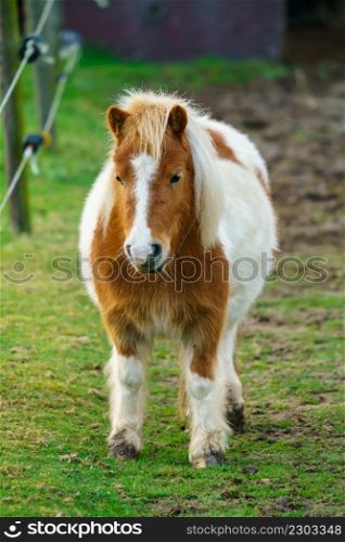 Little pony horse. A portrait of a lone Pony