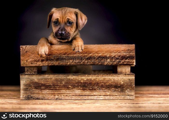 Little puppies in a wooden crate