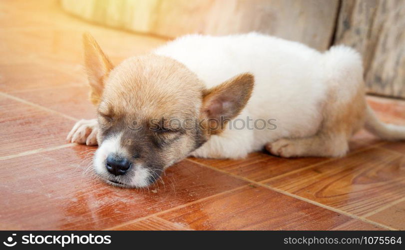 Little puppy dog sleeps lying on floor