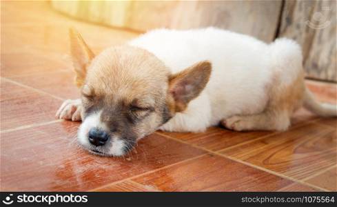 Little puppy dog sleeps lying on floor
