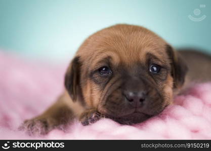 Little Puppy dog sleeps on a blanket