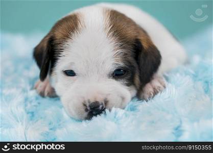 Little Puppy dog sleeps on a blanket