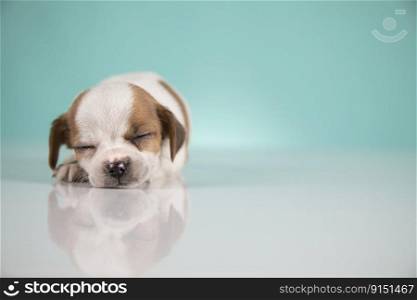 Little puppy is sleeping on a white background