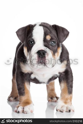 Little puppy of english bulldog gray and white color