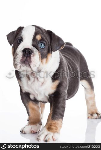 Little puppy of english bulldog gray and white color