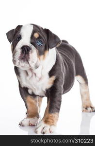 Little puppy of english bulldog gray and white color