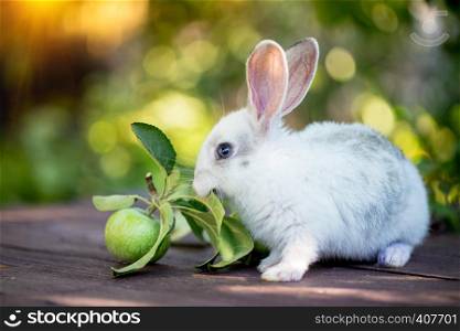 little rabbit and Apple at the garden. Summer