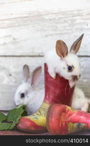 little rabbit and rubber boots at the garden. Summer