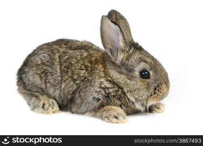 little rabbit isolated on white background