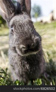 little rabbit on green grass background. Rabbit in the grass