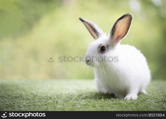 Little rabbit sitting or playing on green grass , Cute rabbit in the meadow on garden nature background during spring