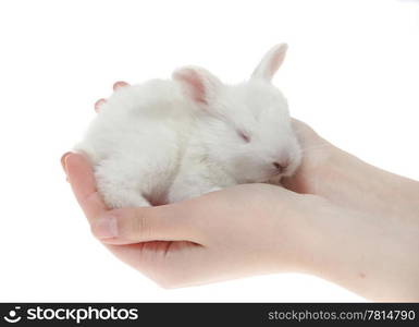 little rabbits in the hands of the white background. (isolated)