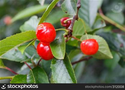 Little red cherries ripening on a cherry tree in an orchard