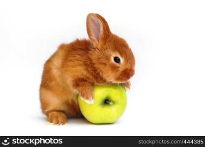 little red rabbit with apple on a white background