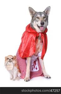 Little Red Riding Hood Saarloos wolfdog and chihuahua in front of white background