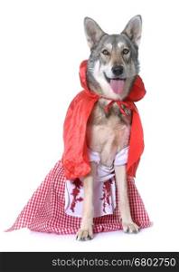 Little Red Riding Hood Saarloos wolfdog in front of white background