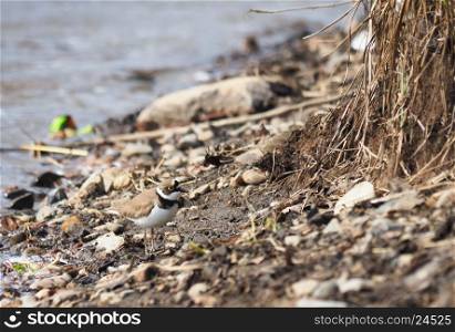 little ringed plover on the river bank