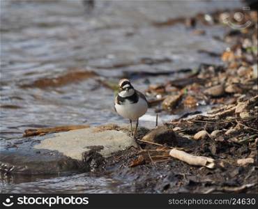 little ringed plover on the river bank