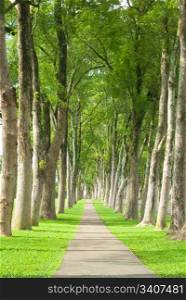 Little road through row of trees. Natural concept.
