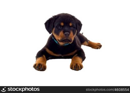 Little Rottweiler puppy dog, isolated on white background