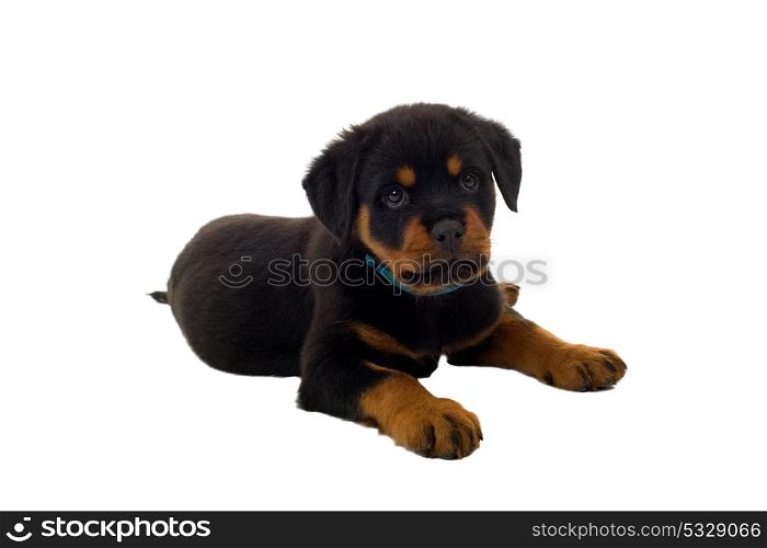 Little Rottweiler puppy dog, isolated on white background