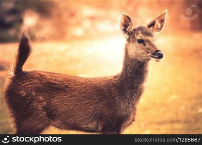 little sambar deer looking to other way in wild. little sambar deer looking to other way in wild