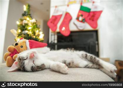 Little Santa kitten Christmas with tree and Christmas To