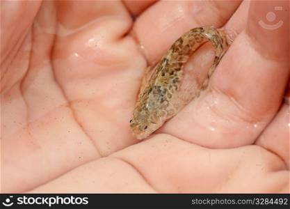 little sea fish in the men&acute;s hands
