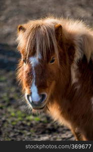 Little shaggy pony is grazing