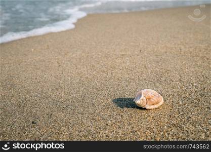 Little shell on the beach,Single shell on the sand.