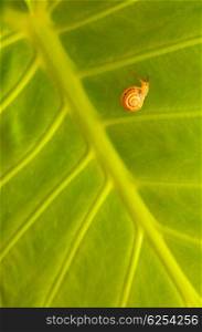 Little snail on green leaf natural background, details of nature