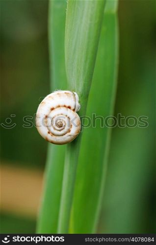 little snail on reed leaf close up