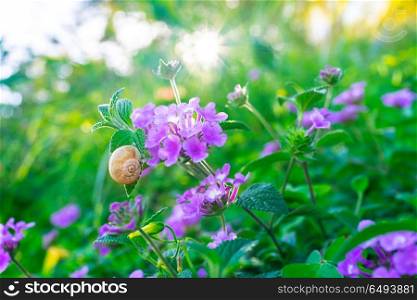 Little snail on the big fresh green bush with beautiful purple flowers in orchard, abstract floral background, beauty of summer nature. Wild flowers field