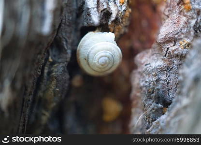 little snail on the ground in the nature