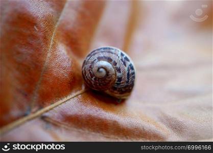 little snail on the leaf in the nature