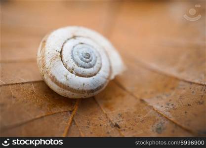 little snail on the leaf in the nature