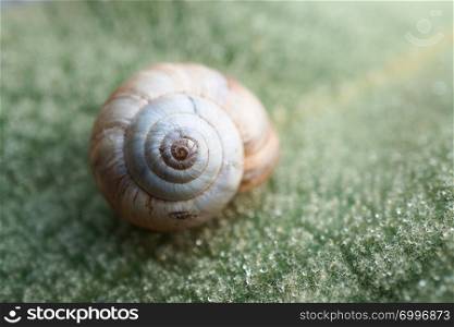 little snail on the plant in the nature