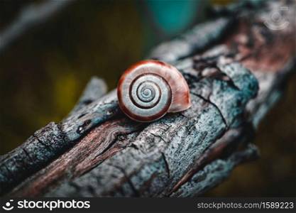 little snail on the trunk in the nature in autumn season