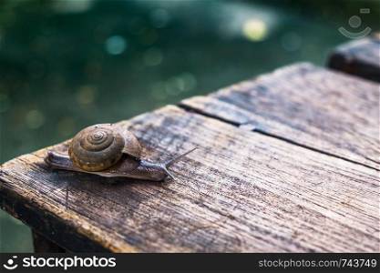 Little snail on wooden table with bokeh ground