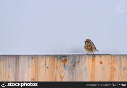 Little Sparrow on fence in winter time