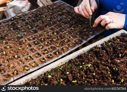 Little sprouts in the soil. Woman hands picking up the soil, plants in three squares.