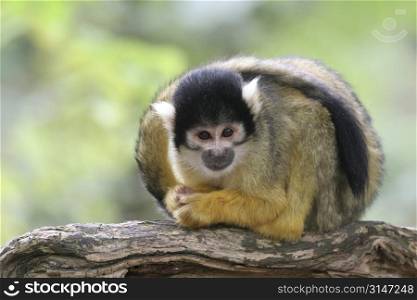 Little squirrelmonkey paying attention to what is happening around him