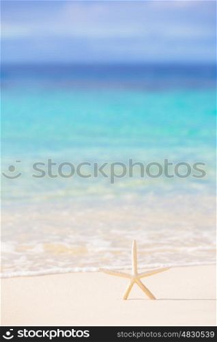 Little starfish on the beach, beautiful marine background, beauty of sea nature, sunny day, relaxation on seashore, summer vacation concept