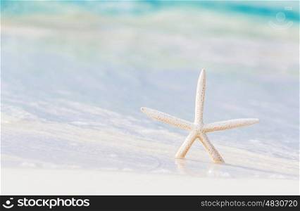 Little starfish on the beach, beautiful marine background, beauty of sea nature, sunny day, relaxation on seashore, summer vacation concept